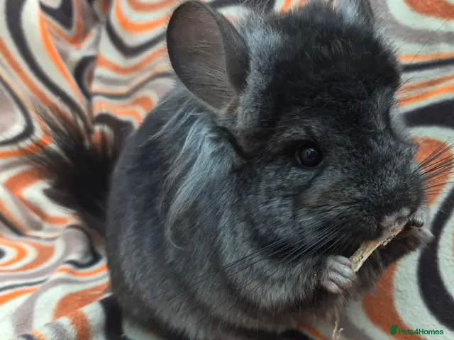 Chinchilla rodents Variety of pedigree chinchillas babys and adults - Advert 2