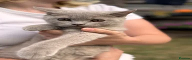 British Shorthair 5