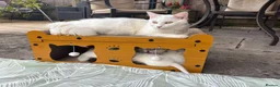 Mixed Breed cats for sale: Pure white male Turkish Angora/Domestic Short Hair - Advert 40