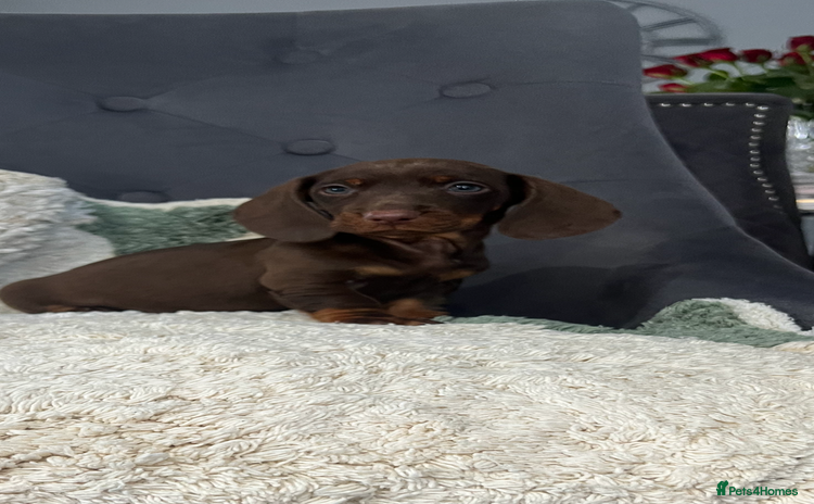 Dachshund dogs - Advert 11