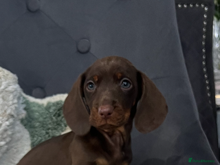 Dachshund dogs - Advert 7