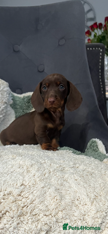 Dachshund dogs - Advert 5