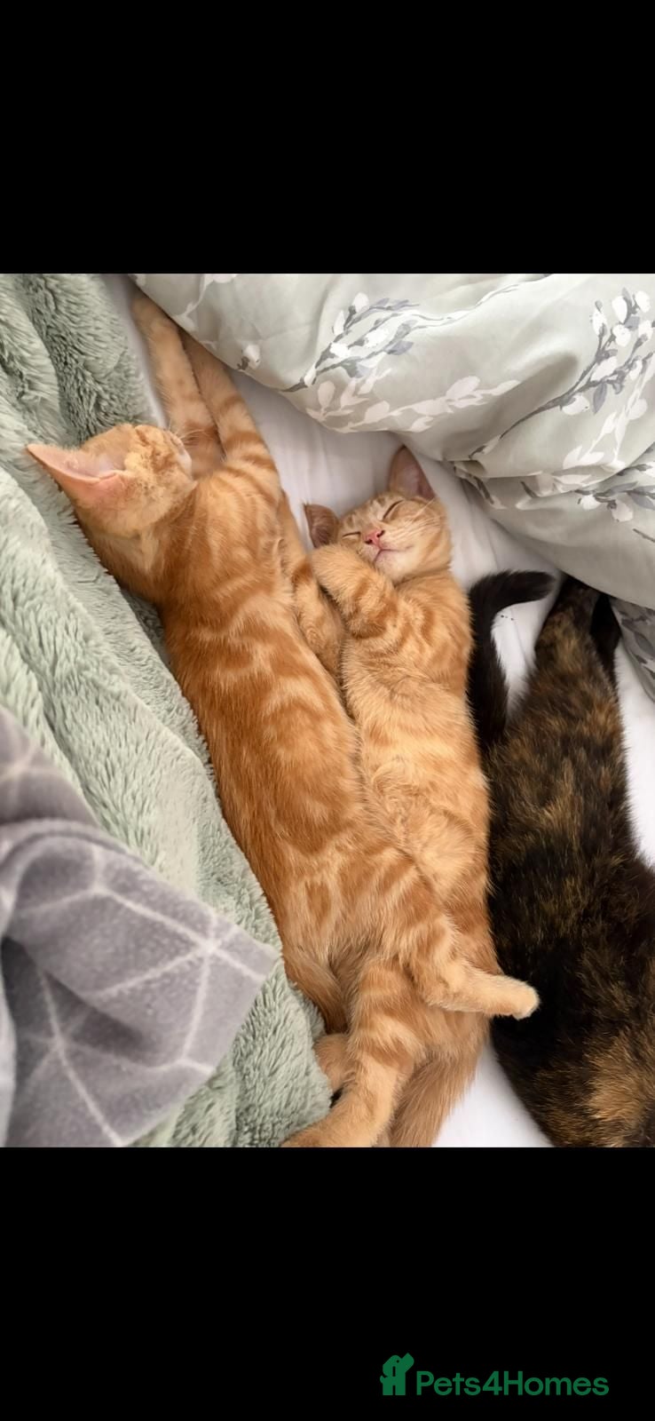Mixed Breed cats Two ginger males and one grey female.  - Advert 1