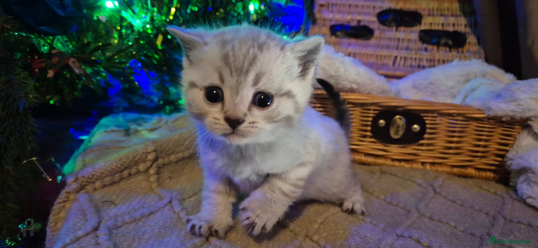 Bengal cats for sale: Bengal x British short hair - Advert 15