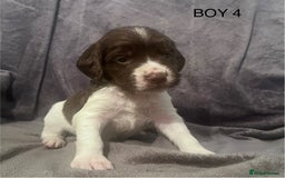 English Springer Spaniel dogs for sale: Liver and white springer spaniel’s  - Advert 4