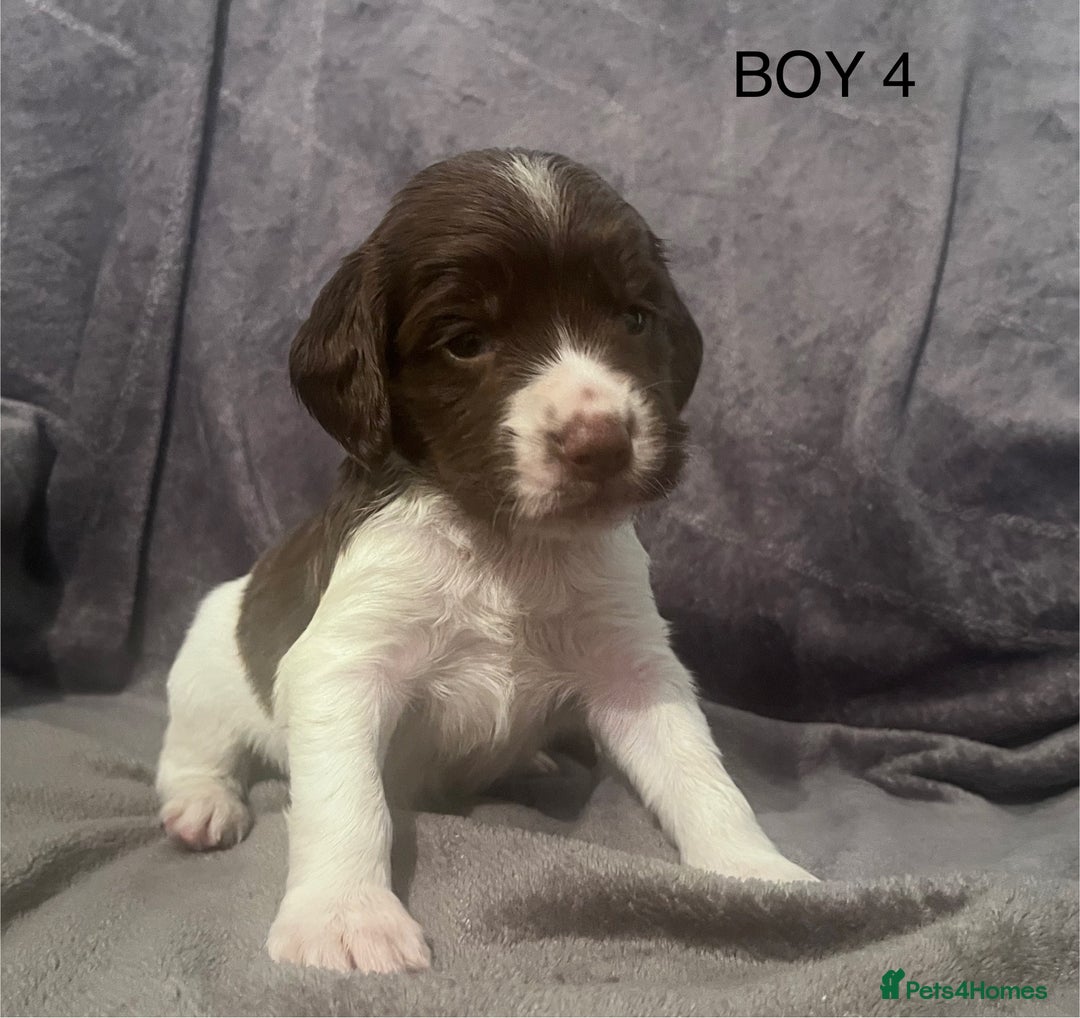 English Springer Spaniel dogs for sale: Liver and white springer spaniel’s  - Advert 4