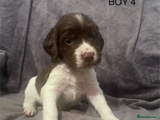 English Springer Spaniel dogs **3 boys left liver and white** - Advert 10