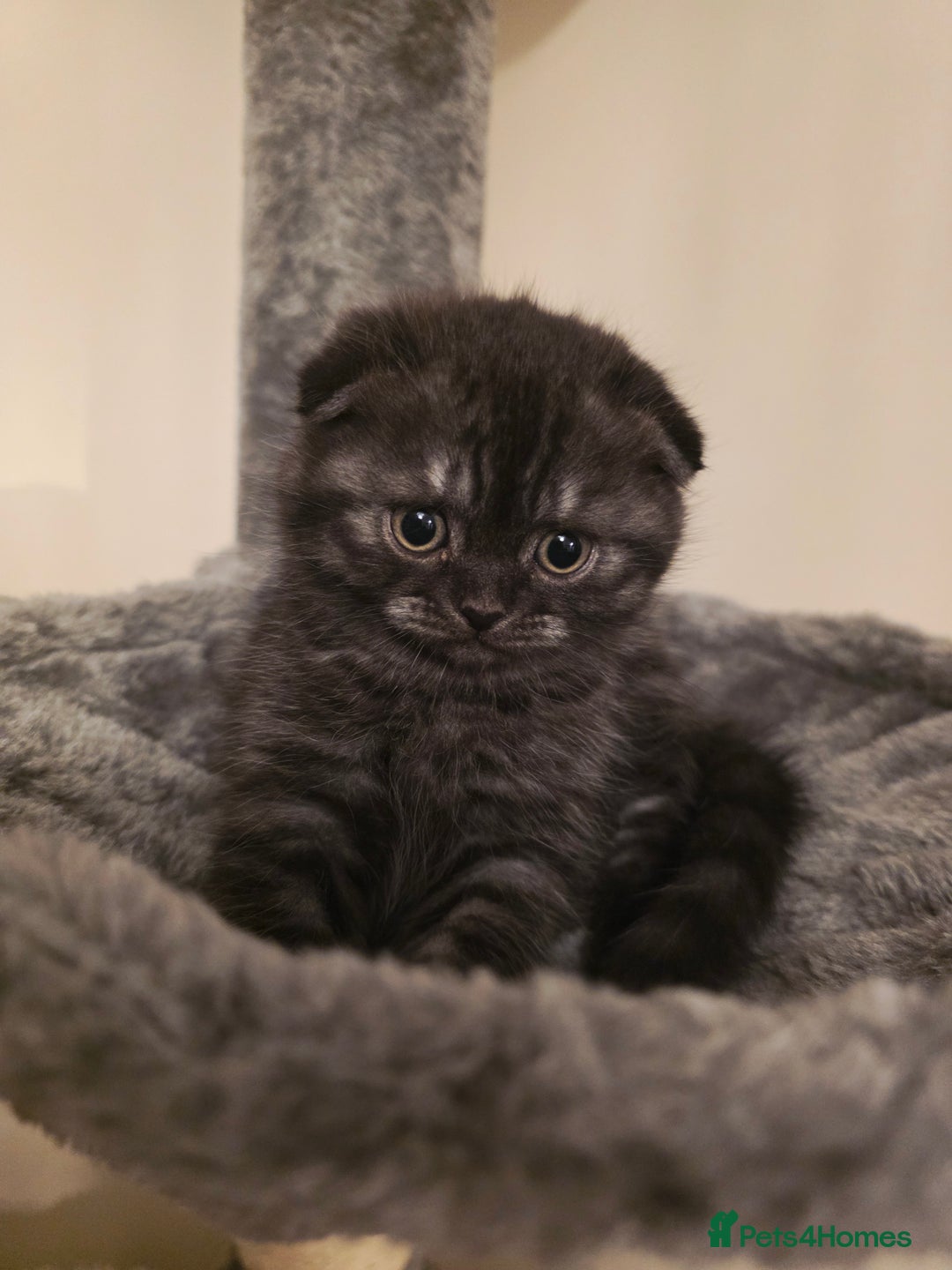 Scottish Fold cats for sale: Scottish fold ears female - Advert 1