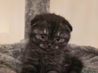 Scottish Fold cats Scottish fold ears female - Advert 7