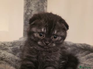 Scottish Fold cats Scottish fold ears female - Advert 2