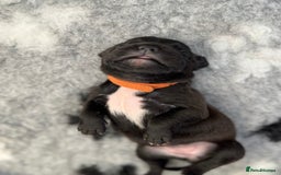 Staffordshire Bull Terrier dogs for sale: 🏆BLUE CHAMPION STAFFORDSHIRE BULL TERRIER PUPS  - Image 21