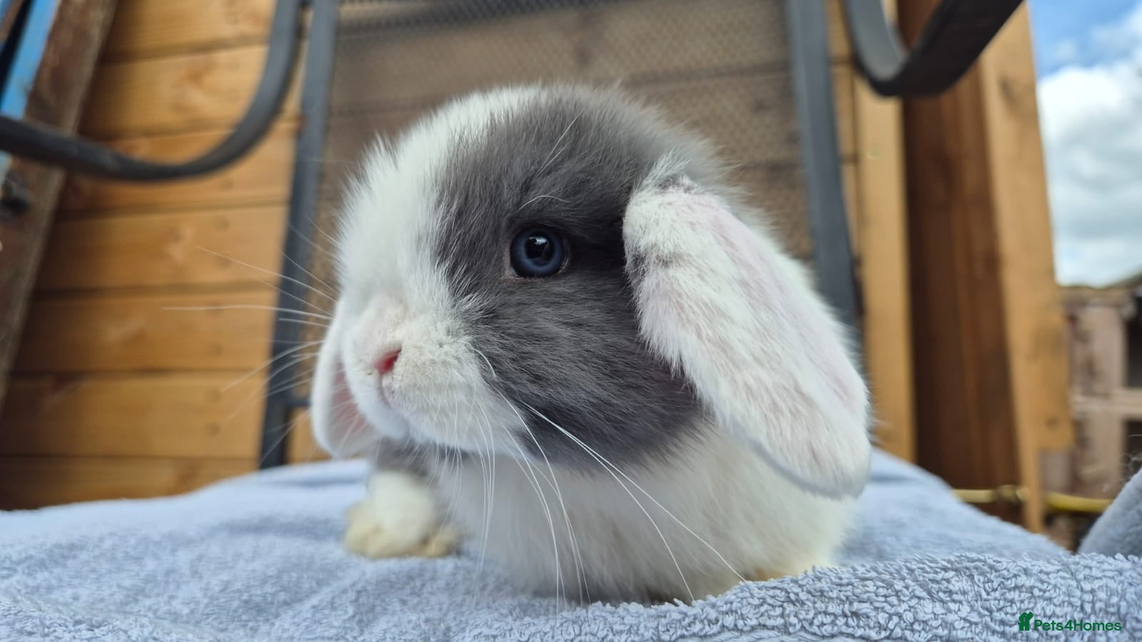 Mini Lop rabbits 8 week old mini lops  - Advert 3