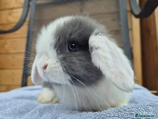 Mini Lop rabbits 8 week old mini lops - Advert 5
