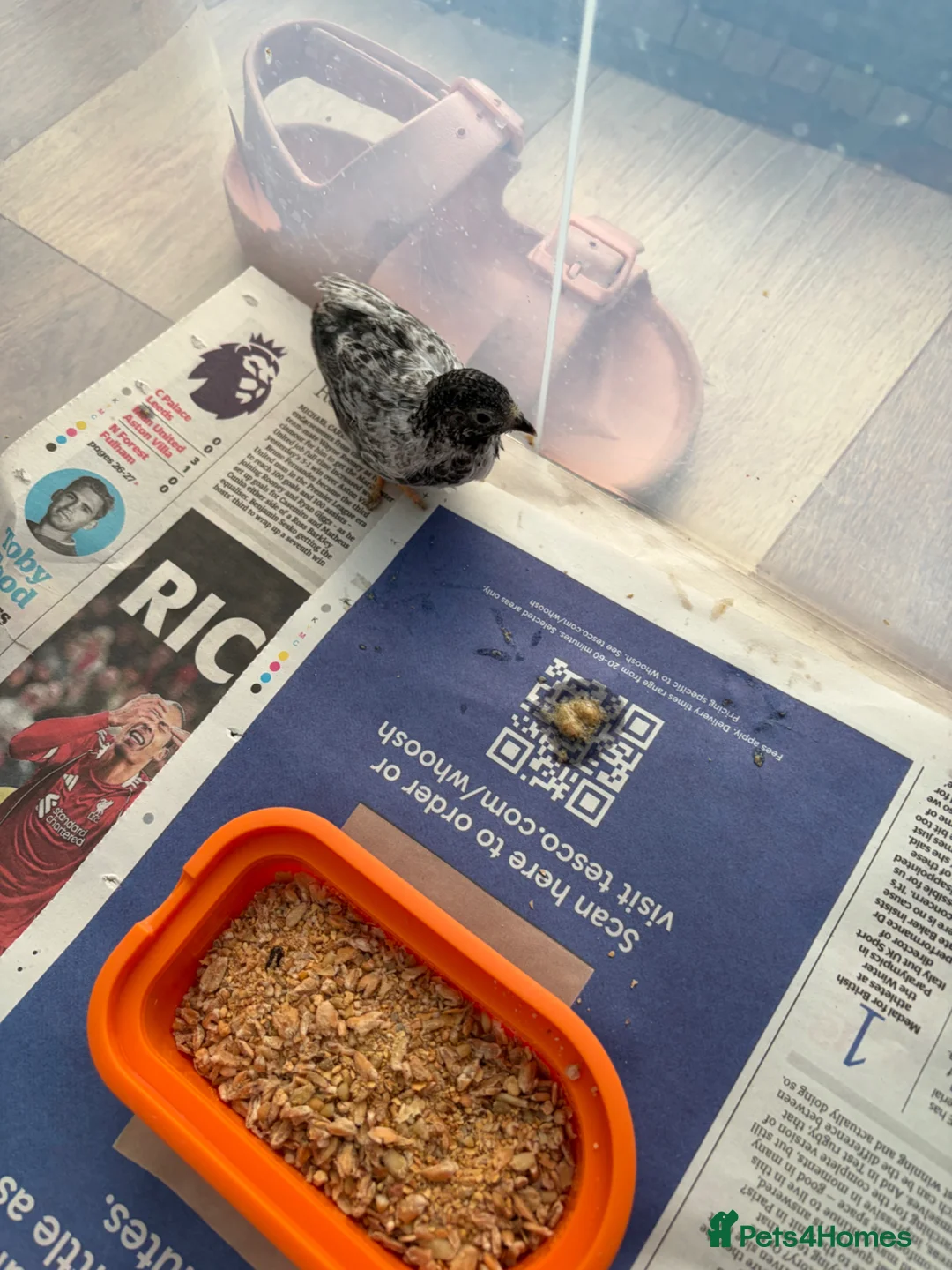 Mixed Breed birds for sale: 2 Button Quails for (6 weeks old) in Uxbridge - Advert 1
