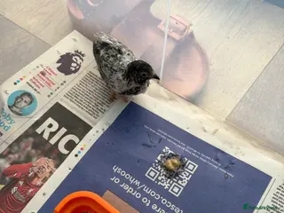 Mixed Breed birds 2 Button Quails for (6 weeks old) - Advert 2