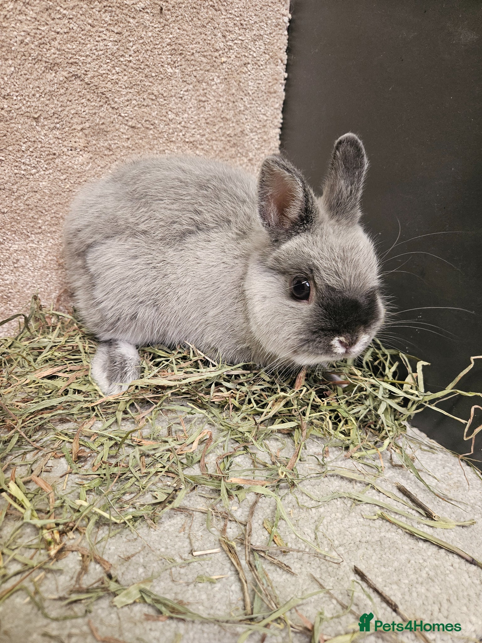 Netherland Dwarf rabbits Pure bred Marten Smoke Dwarf Buck - Advert 1
