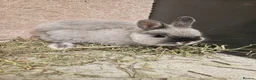 Netherland Dwarf rabbits for sale: Pure bred Marten Smoke Dwarf Buck - Advert 1