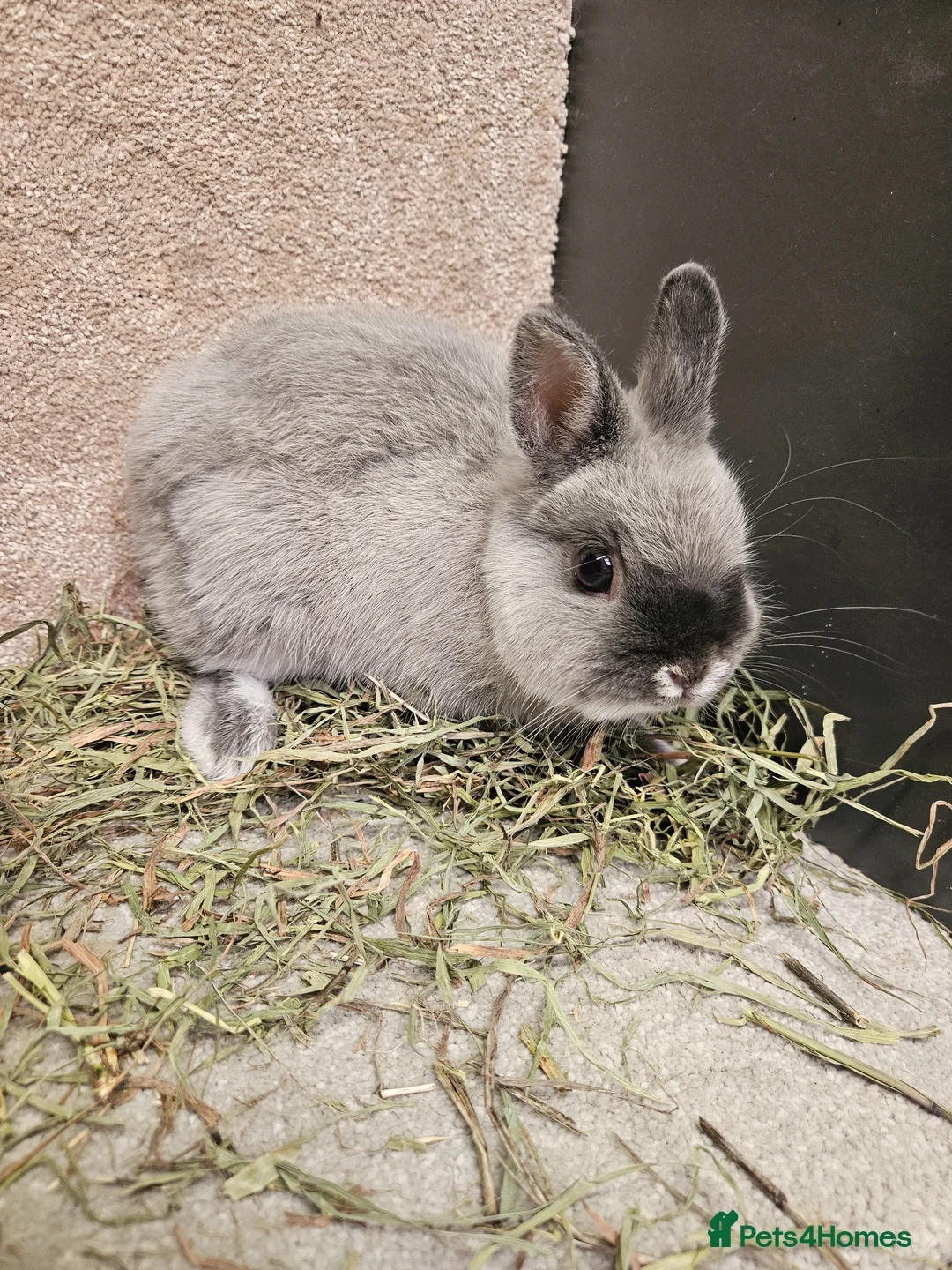 Netherland Dwarf rabbits for sale: Pure bred Marten Smoke Dwarf Buck - Advert 1