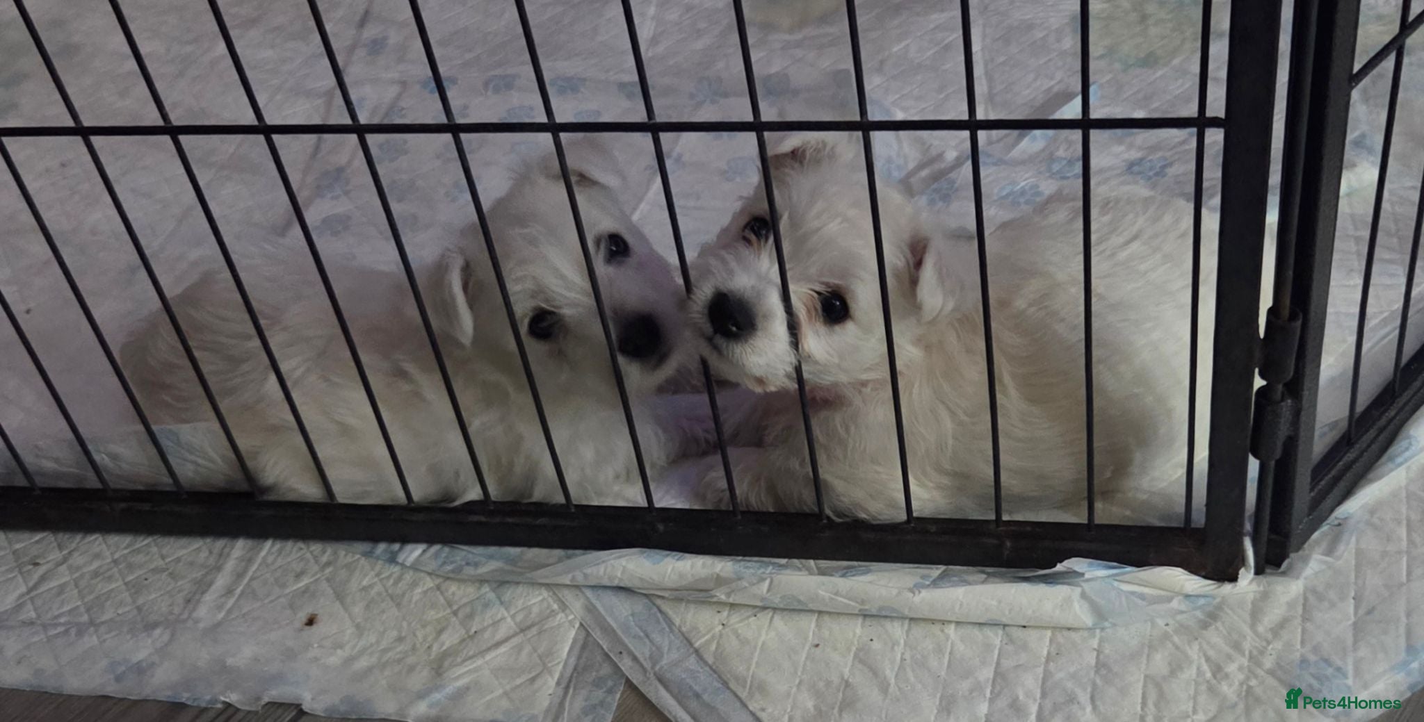 West Highland Terrier dogs Gorgeous pedigree westie pups - Advert 11