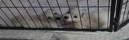 West Highland Terrier dogs for sale: Gorgeous pedigree westie pups - Advert 1