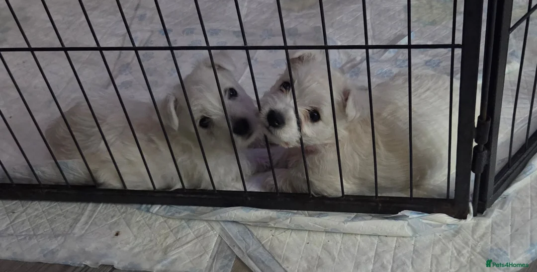 West Highland Terrier dogs for sale: Gorgeous pedigree westie pups - Advert 1