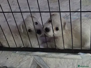 West Highland Terrier dogs Gorgeous pedigree westie pups - Advert 2