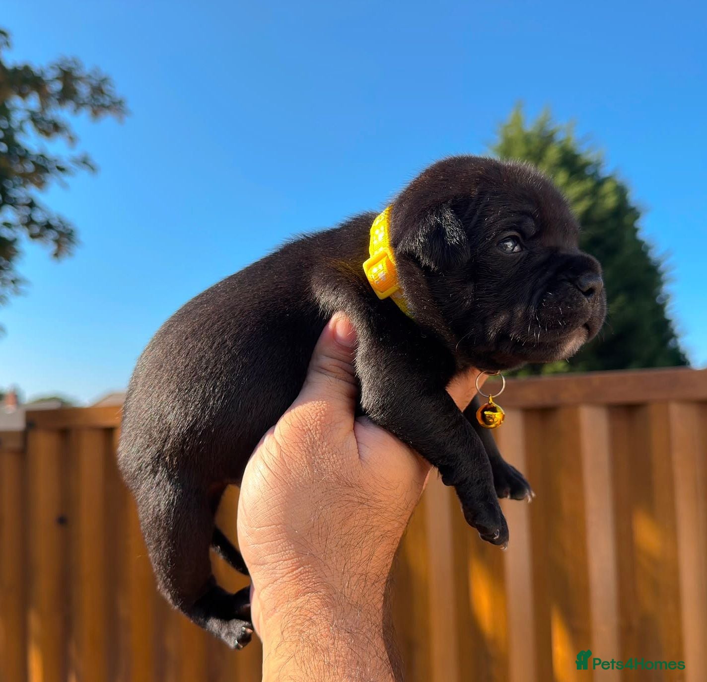 Staffordshire Bull Terrier dogs Solid Black Staff Puppies short & stocky Type  - Advert 2