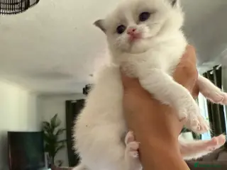 Mixed Breed cats Beautiful Female Kitten Looking For Her Home 🐾 - Advert 1