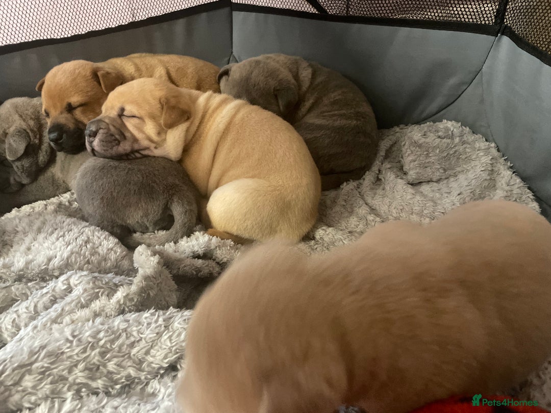 Mixed Breed dogs for sale: Staffie/sharpei pups  - Image 8