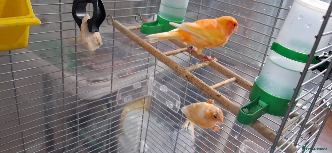Canaries birds for sale: Canaries breeding pair with babies  - Advert 1