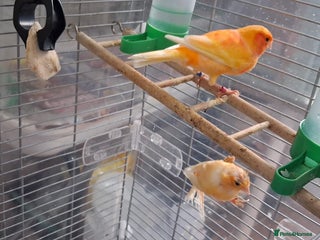 Canaries birds Canaries breeding pair with babies - Advert 15