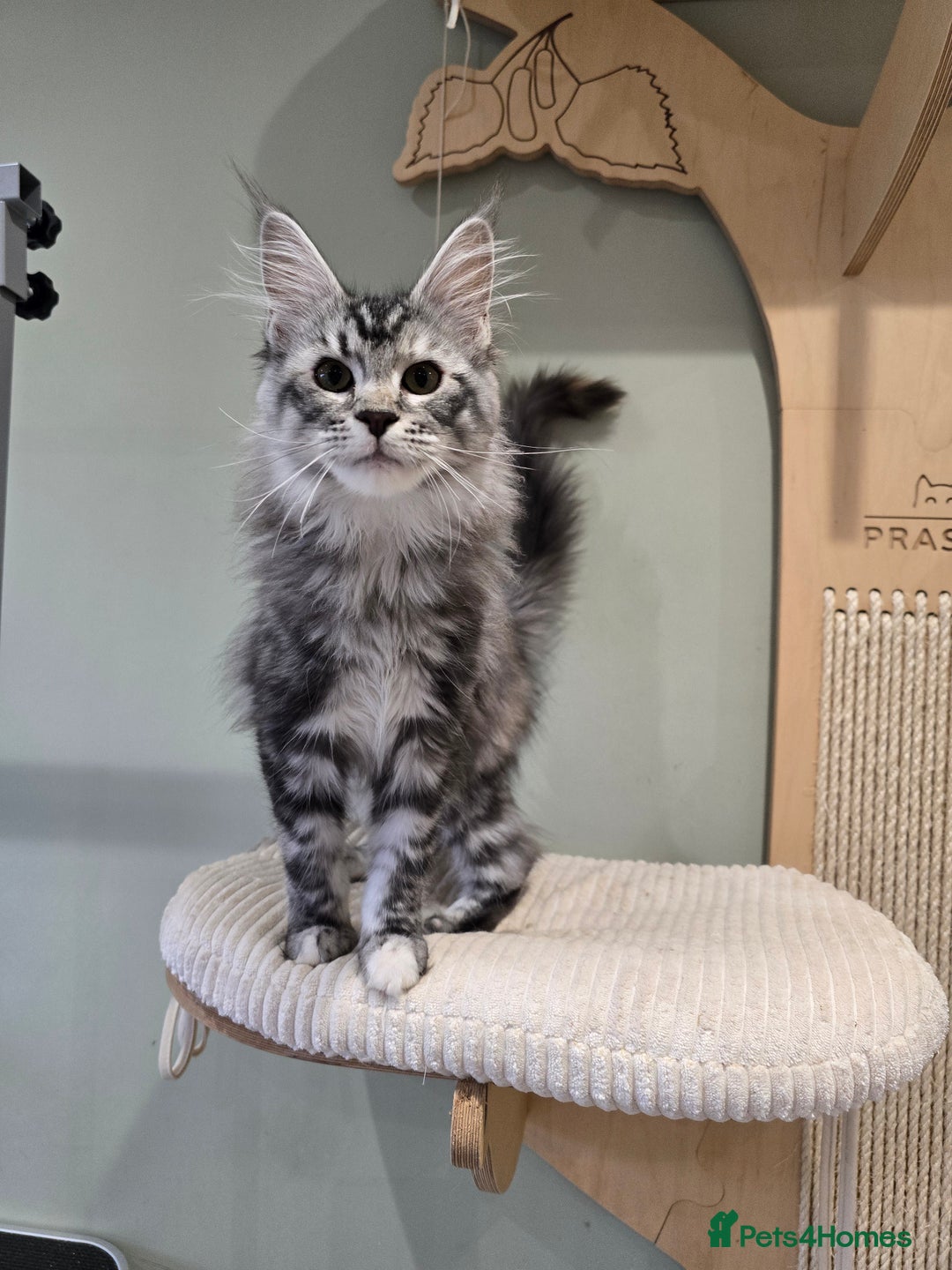 Maine Coon cats for sale: Maine coon kittens  - Advert 5