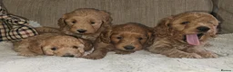 Cockapoo dogs for sale: Licenced breeder, red f1b cockapoo litter - Advert 20