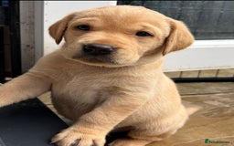 Labrador Retriever dogs for sale: Kc Red/yellow*READY NOW*Labrador Puppies  in Bacup - Image 7