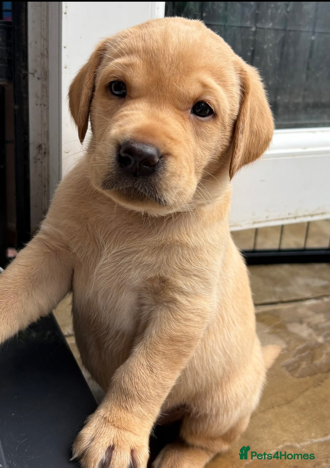 Labrador Retriever dogs for sale: Kc Red/yellow*READY NOW*Labrador Puppies  in Bacup - Image 7