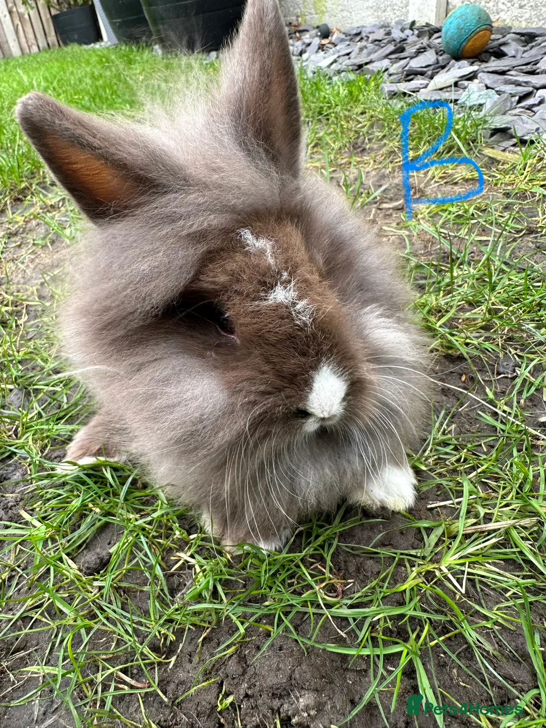 Lionhead rabbits for sale: Lionhead Rabbits For Sale  - Advert 1