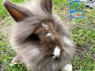 Lionhead rabbits Lionhead Rabbits For Sale - Advert 2