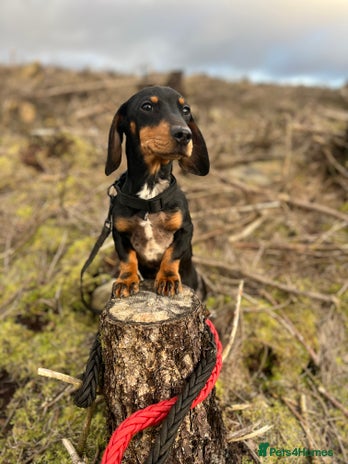 Dachshund dogs in Pontypool - Advert 4