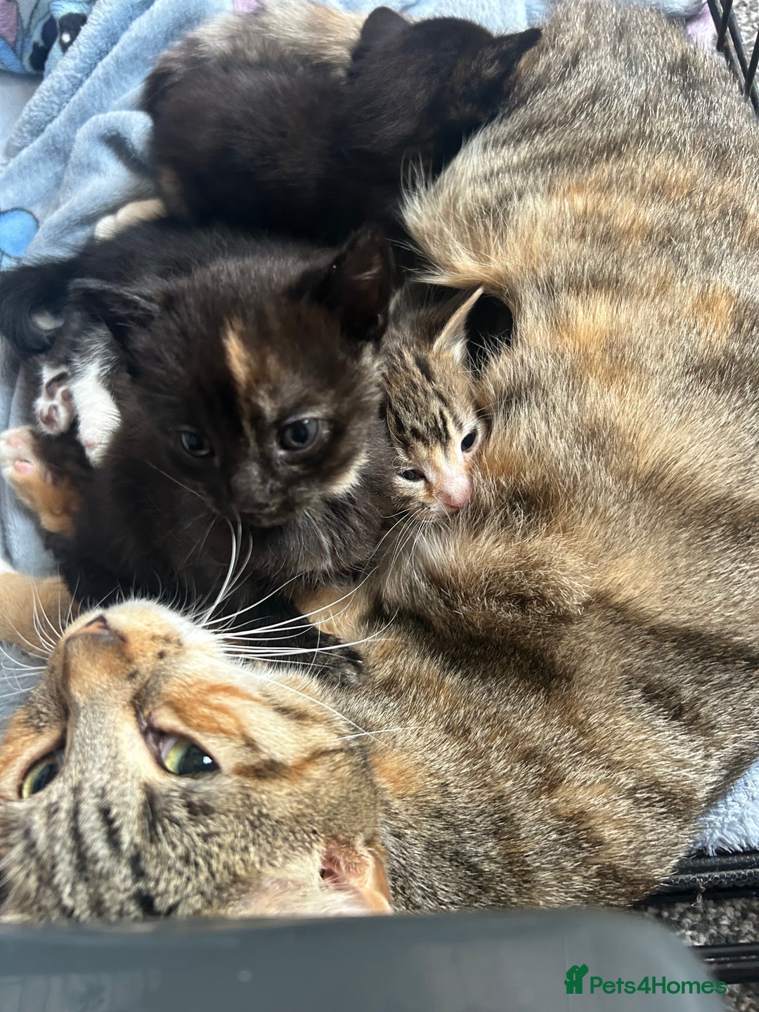 Mixed Breed cats for sale: 4 beautiful kittens looking for a forever home  - Image 10