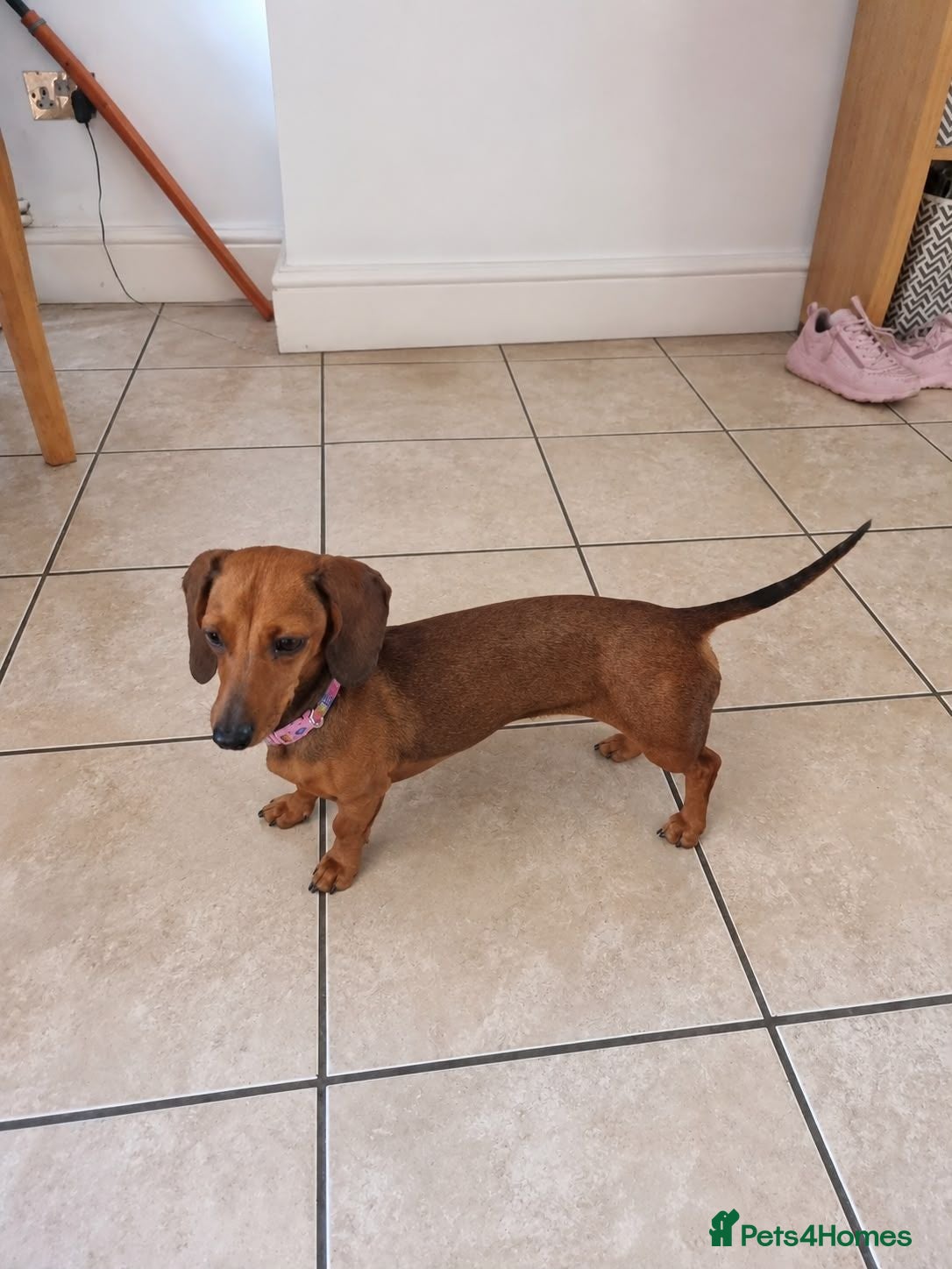 Miniature Dachshund dogs Female mini dachshund  - Advert 2