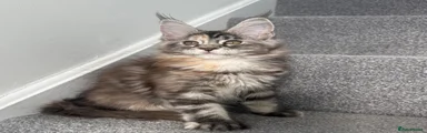 Tortie