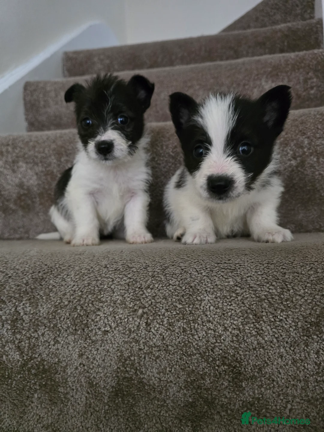 Mixed Breed dogs for sale: Malchi puppies for sale  - Advert 9