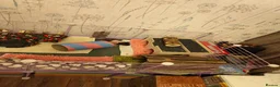 Guinea Pig rodents for sale: Skinny pigs with full set up, ramp, lid & extras - Advert 5