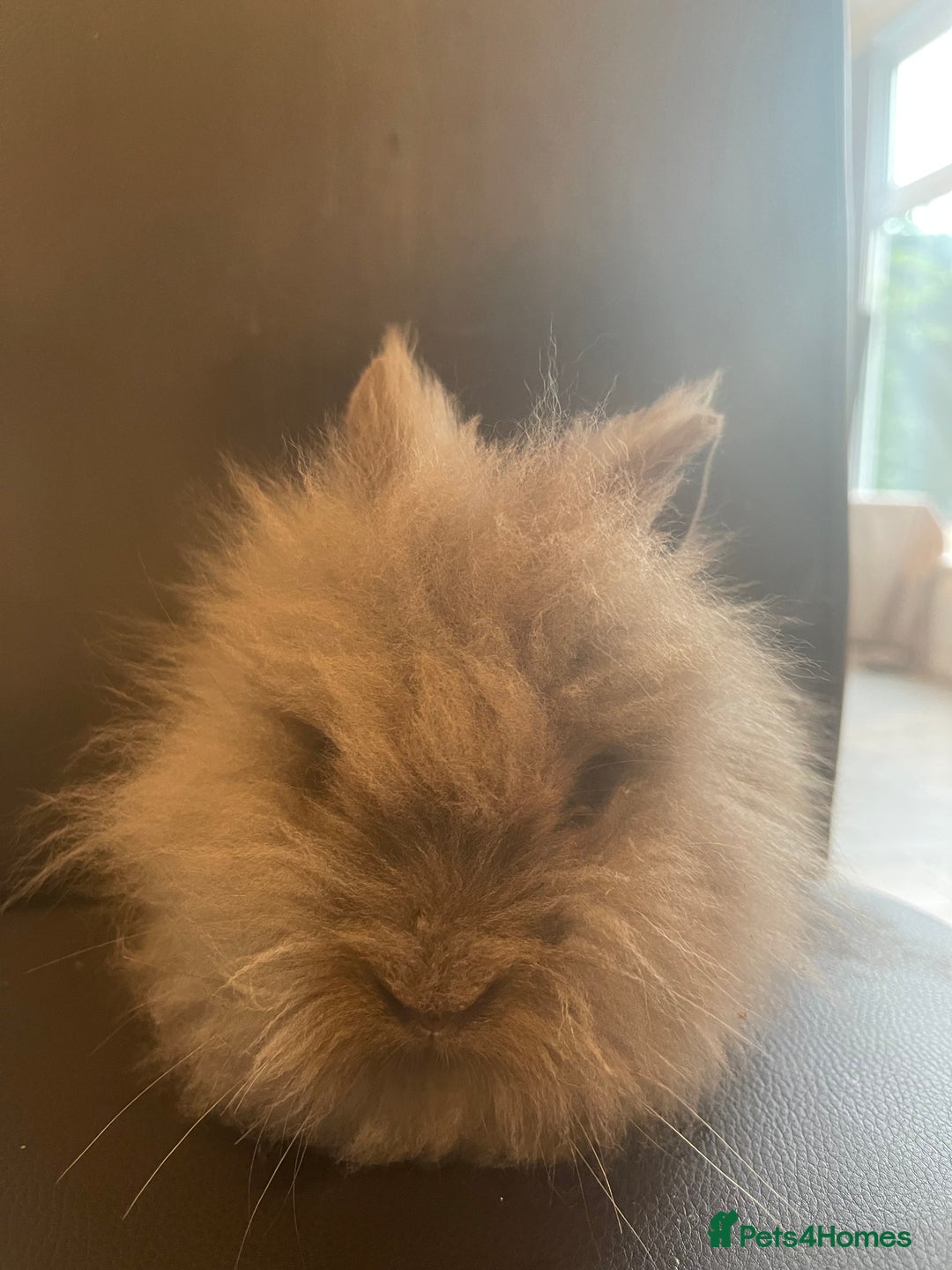 Lionhead rabbits for sale: Cute fluffy lionhead rabbits for sale!!! - Image 10