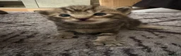 Mixed Breed cats for sale: 4 Male Grey/Ginger Tabby in London - Advert 4