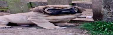 Mastiff Puppy 1