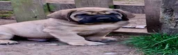 Mastiff dogs for sale: Mastiff puppies  in Galashiels - Advert 28