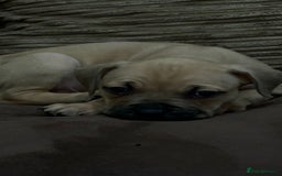 Cane Corso dogs for sale: Cane Corso Puppies for Sale - Image 14