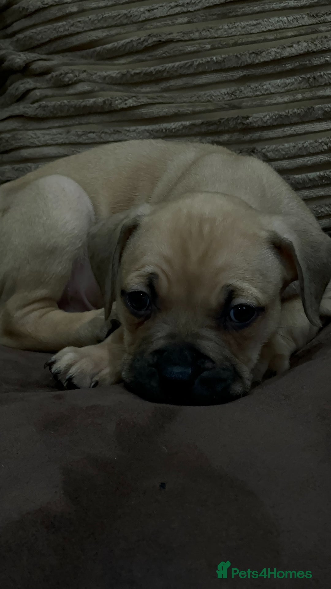 Cane Corso dogs for sale: Cane Corso Puppies for Sale - Image 14