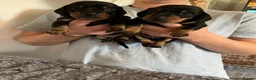 Dachshund dogs for sale: Two Black and Tan stunning boys  in Carlisle - Advert 5